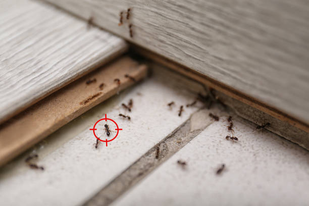 Best Affordable Pest Control Services  in Ackley, IA