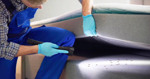 Best Wasp Removal Services  in Ackley, IA