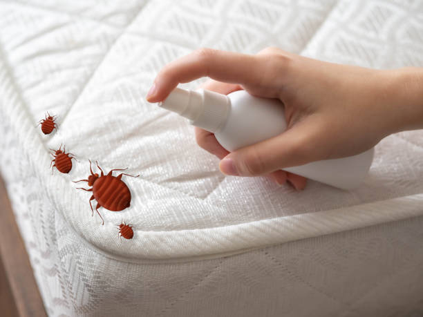 Best Local Pest Control Services  in Ackley, IA