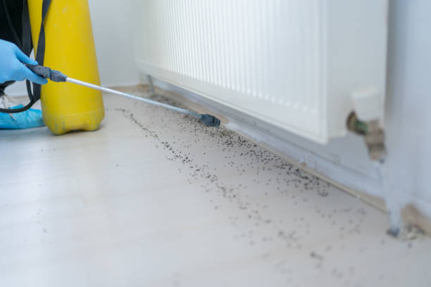 Best Insect Control  in Ackley, IA